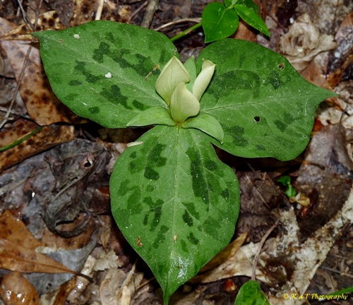 {Trillium discolor}